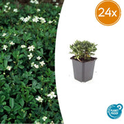 Potentilla tridentata &