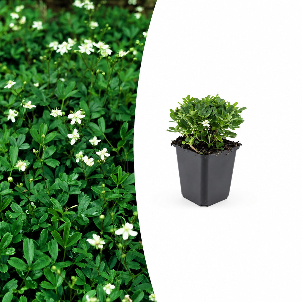 Potentilla tridentata 'Nuuk', plant in pot