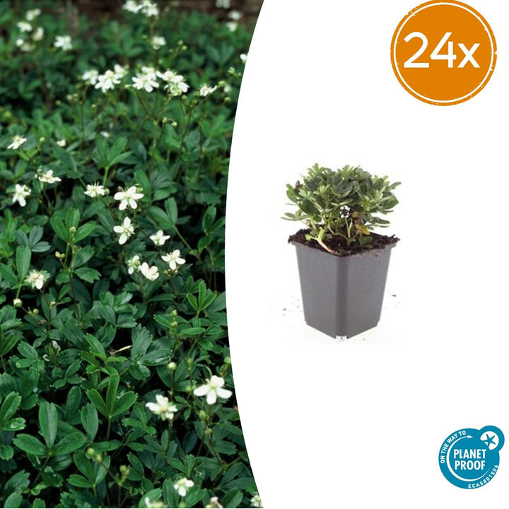Potentilla tridentata &