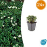Potentilla tridentata 'Nuuk'