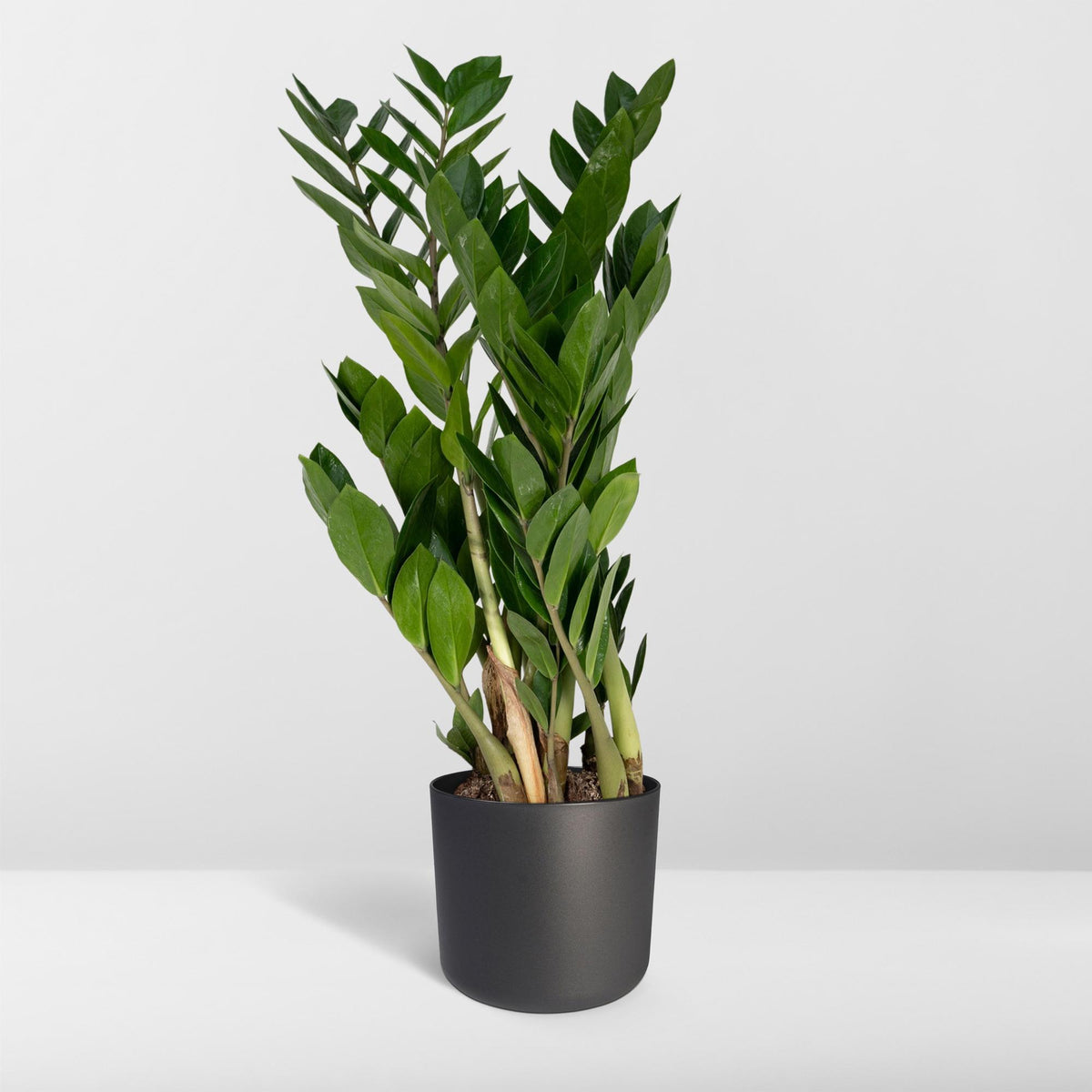 Detailfoto van ZZ-plant Zamioculcas zamiifolia, glanzend blad, 70 cm hoog