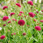 Knautia macedonica - beemdkroon - 12 planten