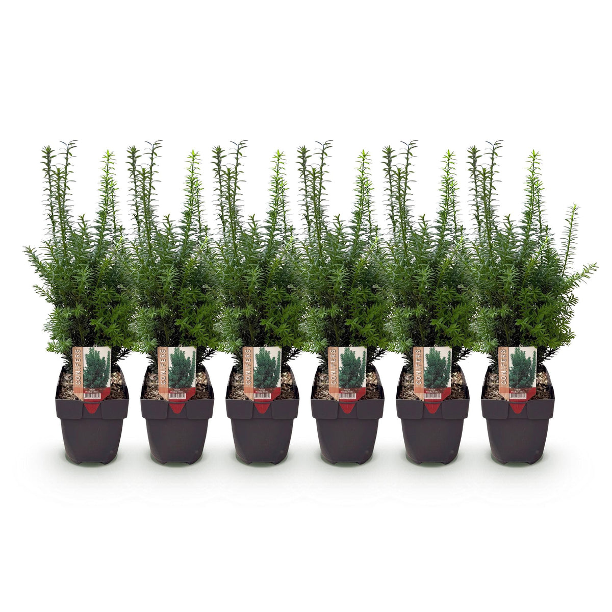 Taxus media Hilii, plant in pot