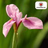 Iris 'Pink Panther', lichtroze bloemen, 25 bollen