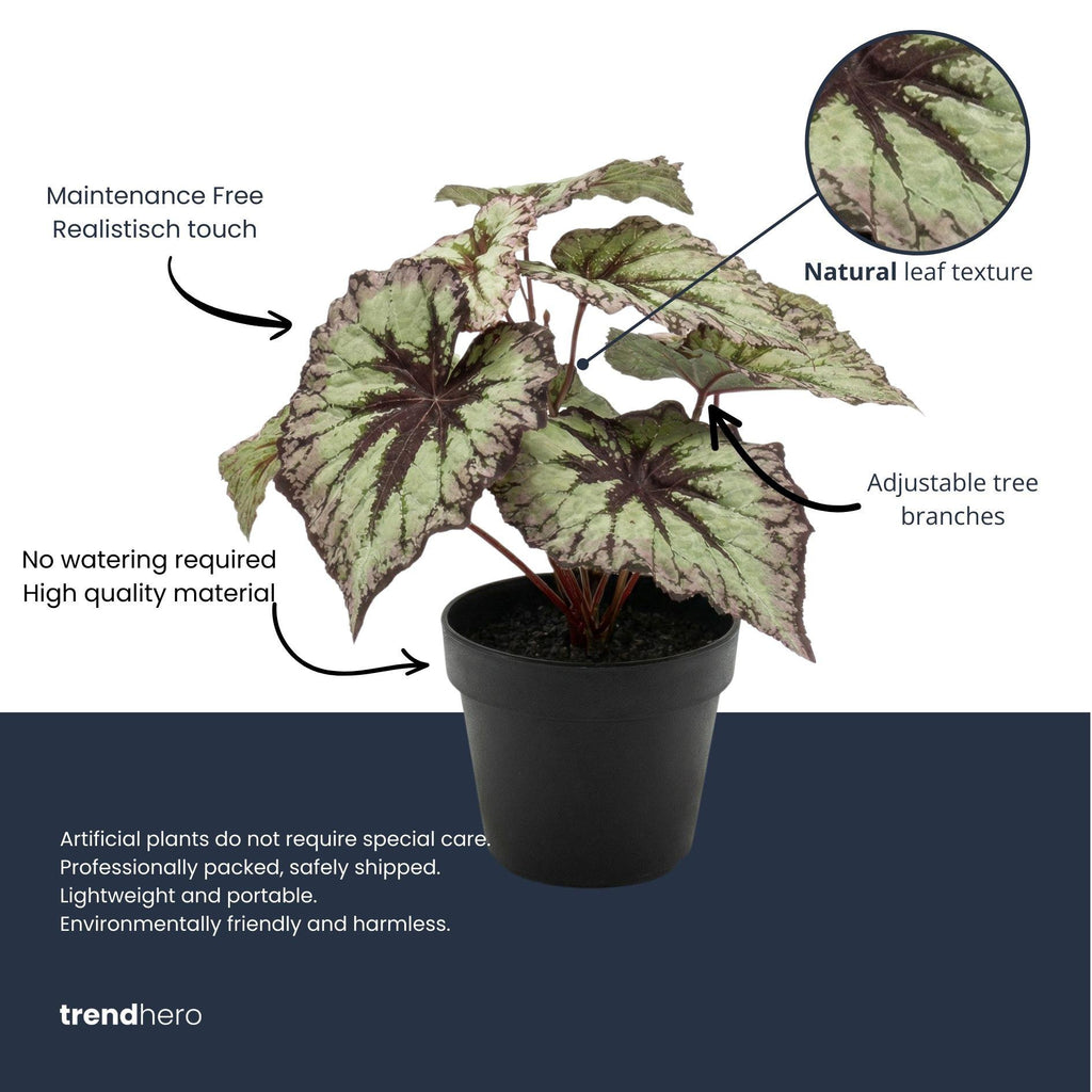 Begonia, gezonde plant