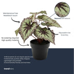 Begonia, gezonde plant