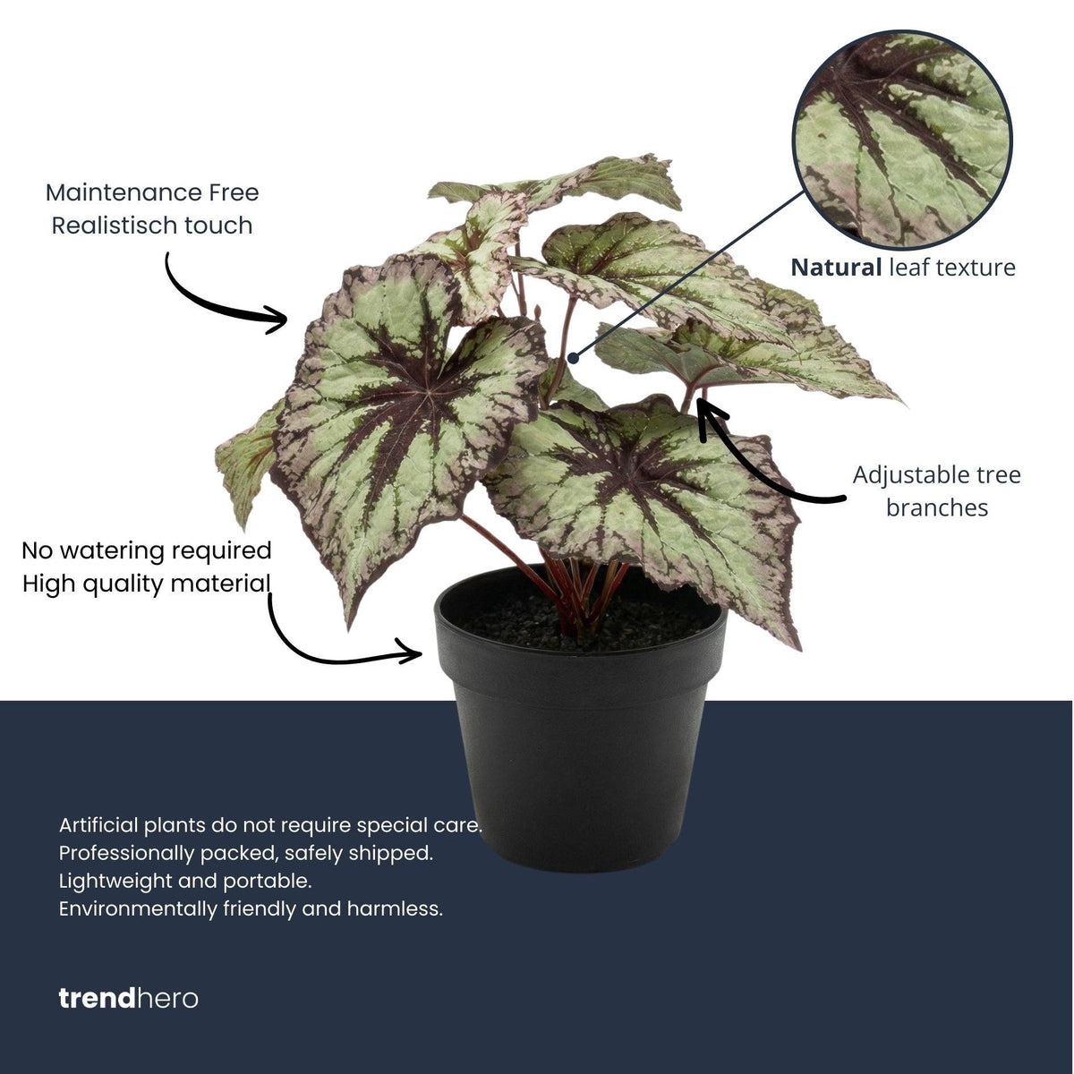 Begonia, gezonde plant