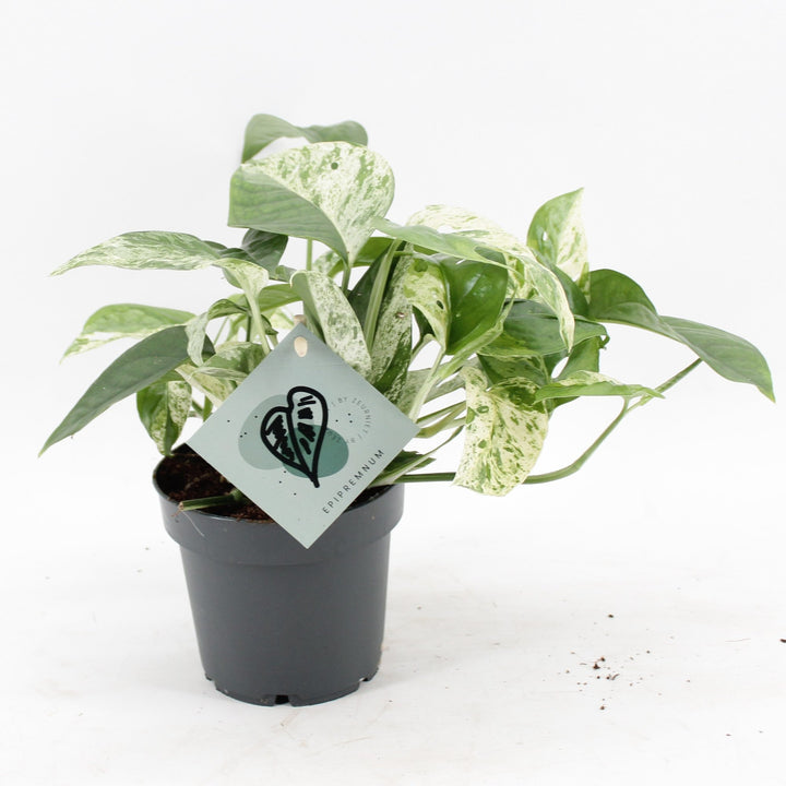 Epipremnum &