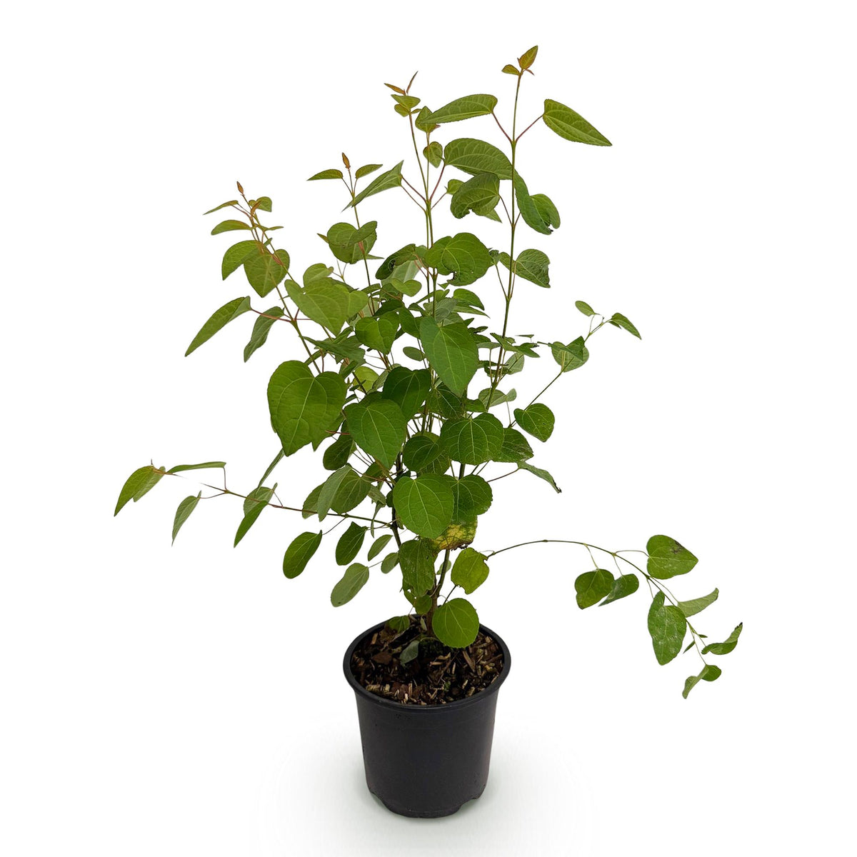 Cercidiphyllum japonicum, plant in pot