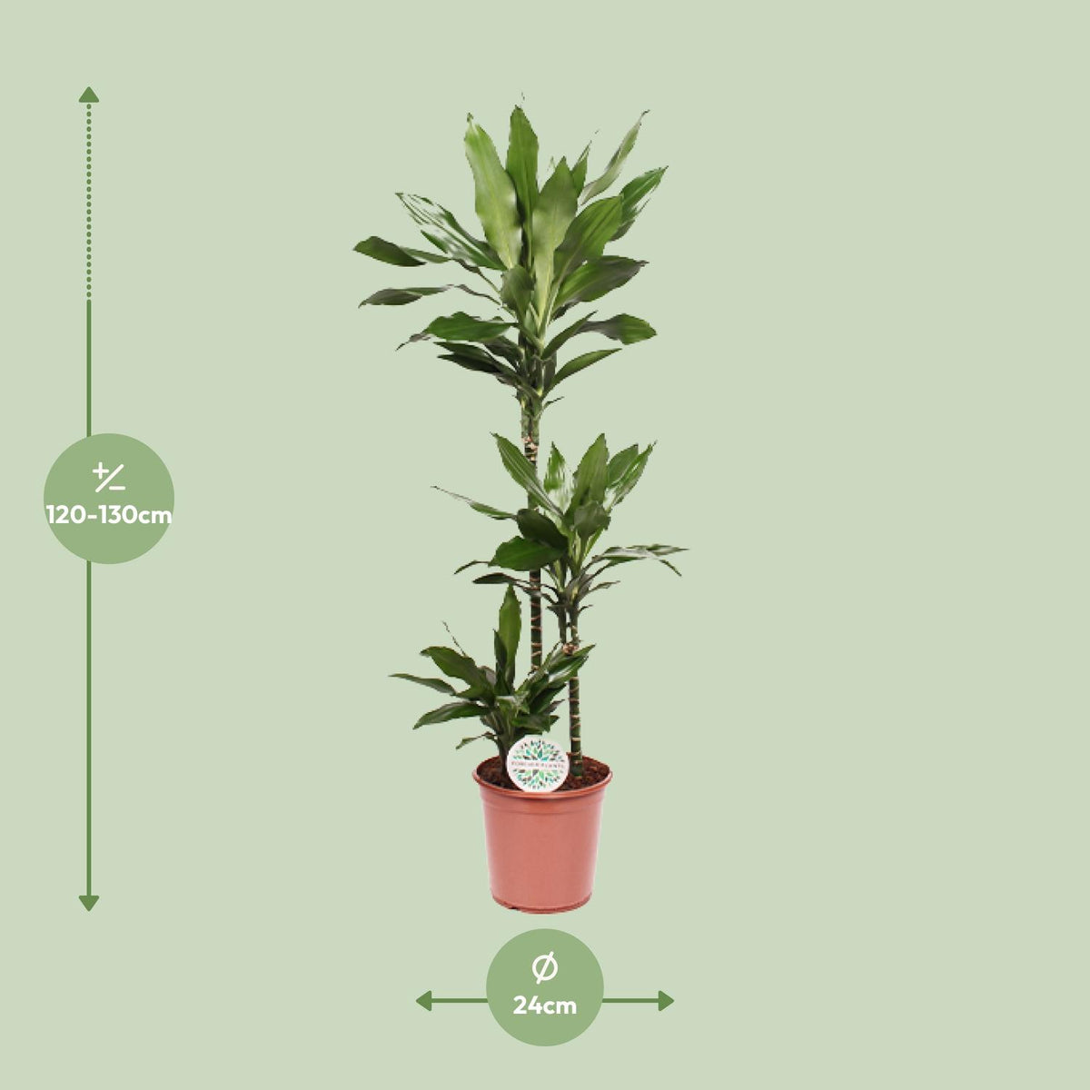 Detailfoto van Dracaena Janet Lind