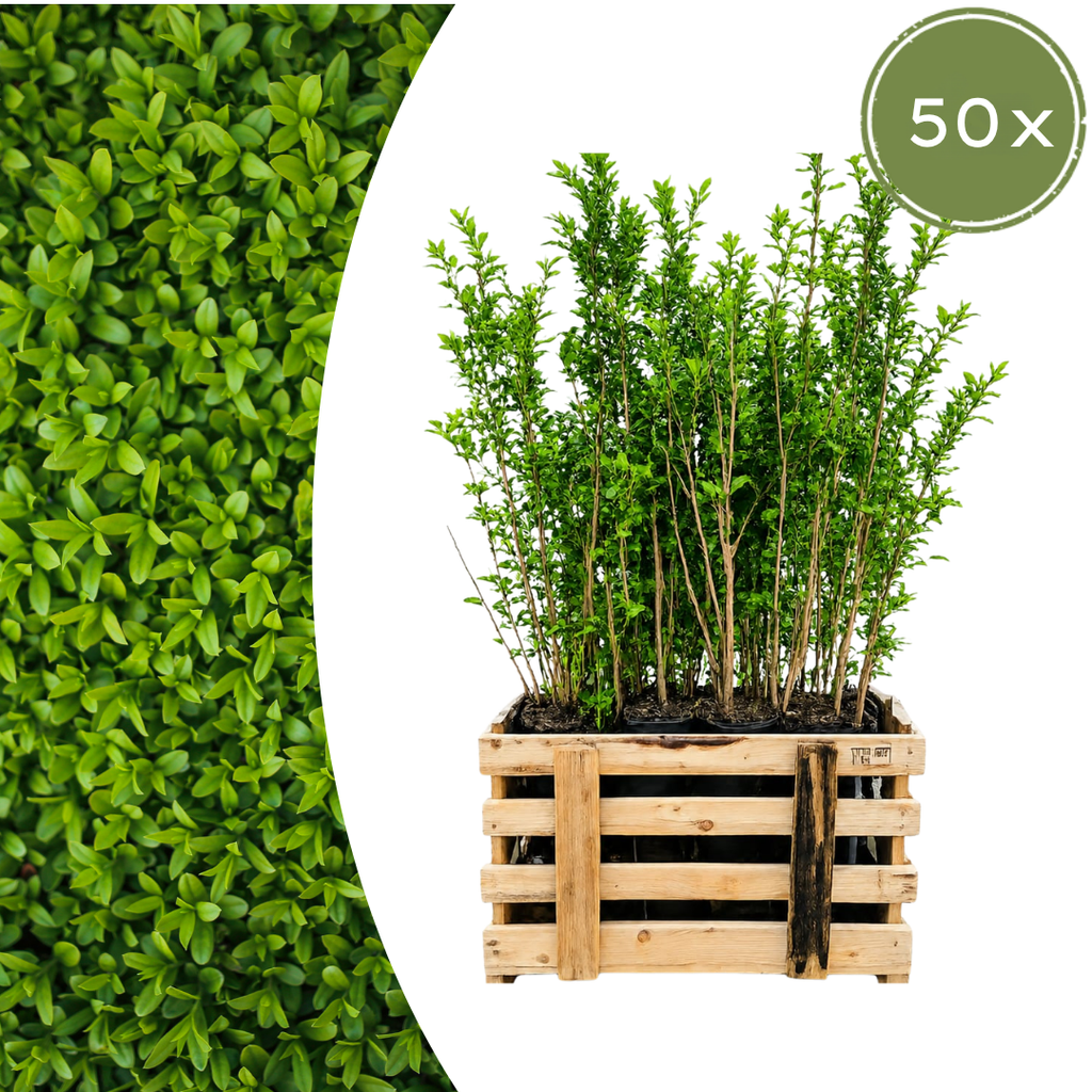 50x Gewone liguster, detail van het blad