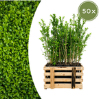 50x Gewone liguster, detail van het blad
