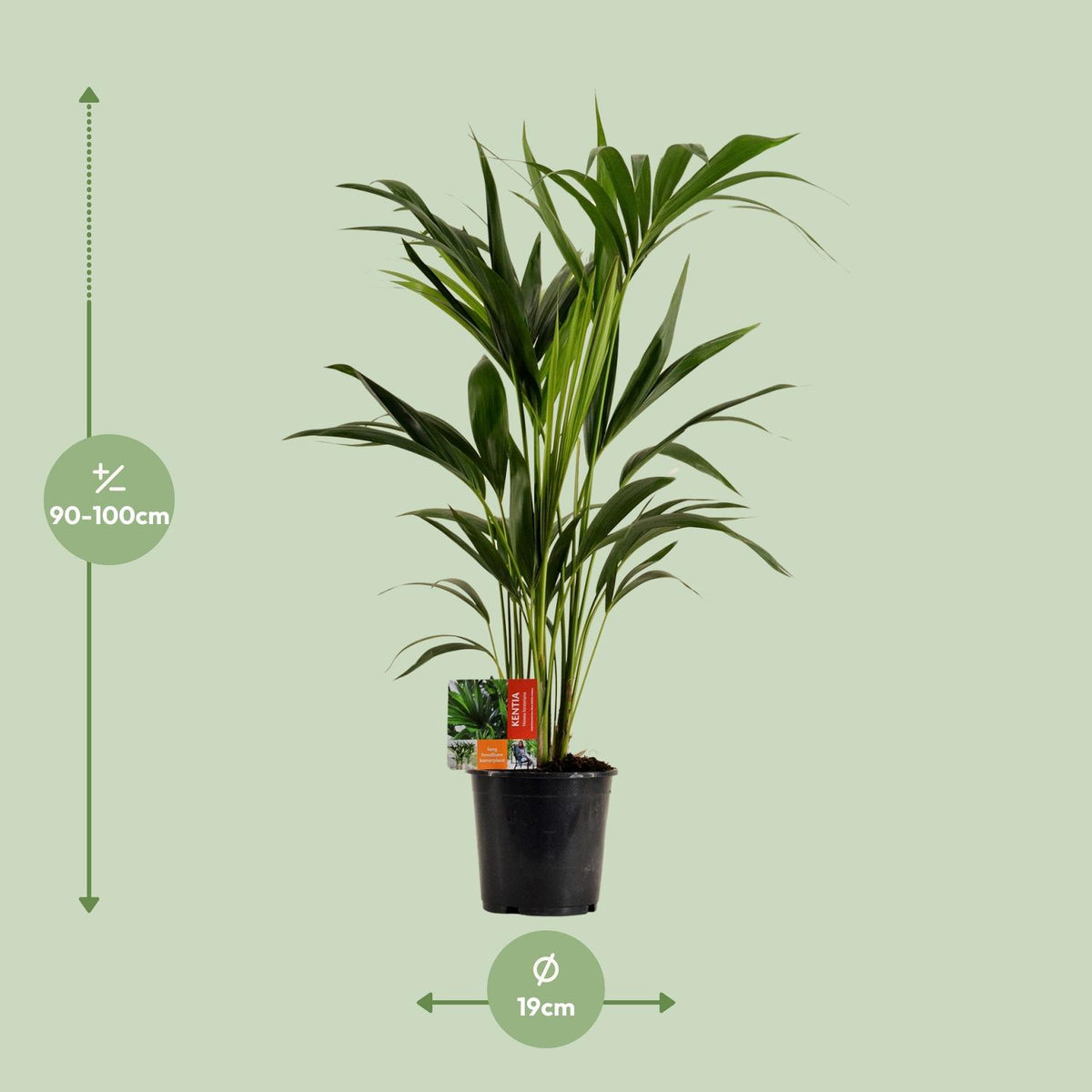 Howea Forsteriana, kenmerkend blad