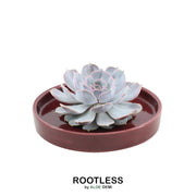 ROOTLESS Succulent Echeveria Lilacina in schaal &