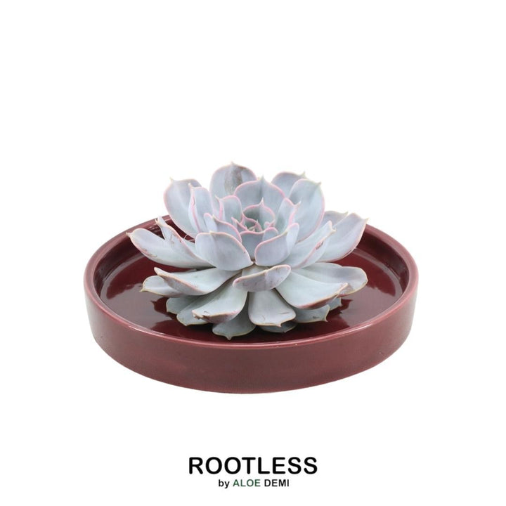 ROOTLESS Succulent Echeveria Lilacina in schaal &