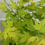 Acer palmatum Orange Dream, 35 cm hoog, plant in pot