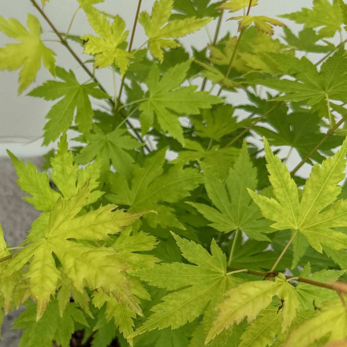 Acer palmatum Orange Dream, 35 cm hoog, plant in pot