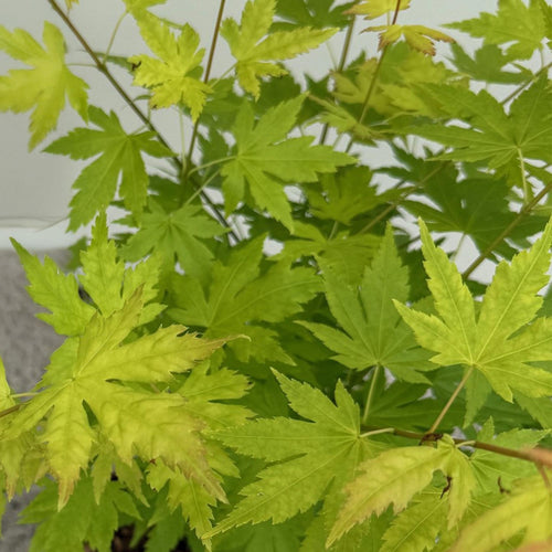 Acer palmatum Orange Dream, 35 cm hoog, plant in pot