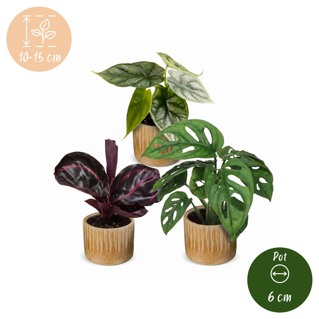 3x Baby Jungle Mix met Linnea Honey