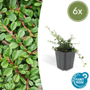 Cotoneaster pr. &