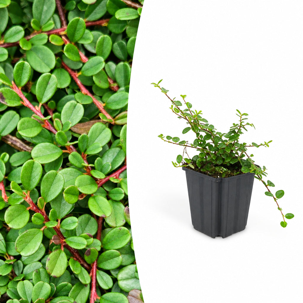 Cotoneaster pr. 'Streib's Findling', detail van het blad