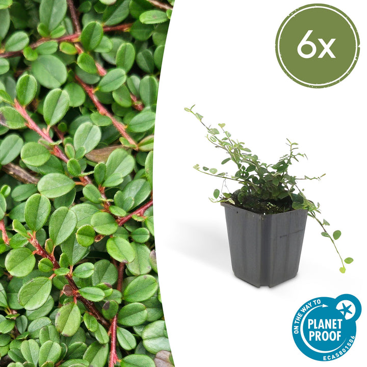 Cotoneaster pr. &