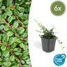 Cotoneaster pr. 'Streib's Findling'
