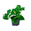 Productfoto van Epipremnum aureum, scindapsus met bont hartvormig blad