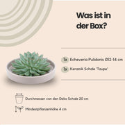 ROOTLESS Succulent Echeveria Pulidonis in schaal &