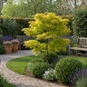 2x Japanse Esdoorn - Acer palmatum Jordan