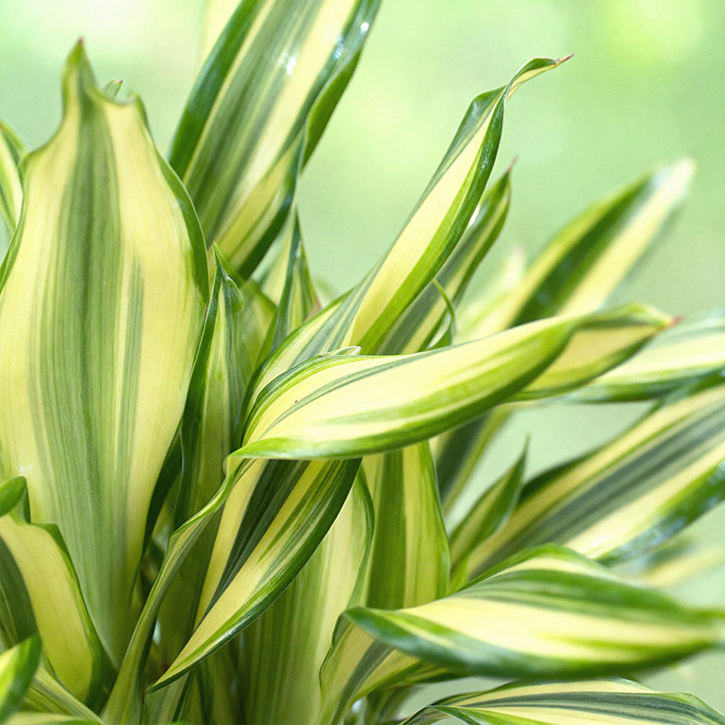Dracaena fragrans Diamond Dream met mand, groeiwijze van de plant