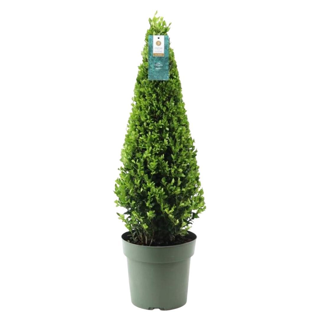 Ilex piramide | Ø, kenmerkend blad