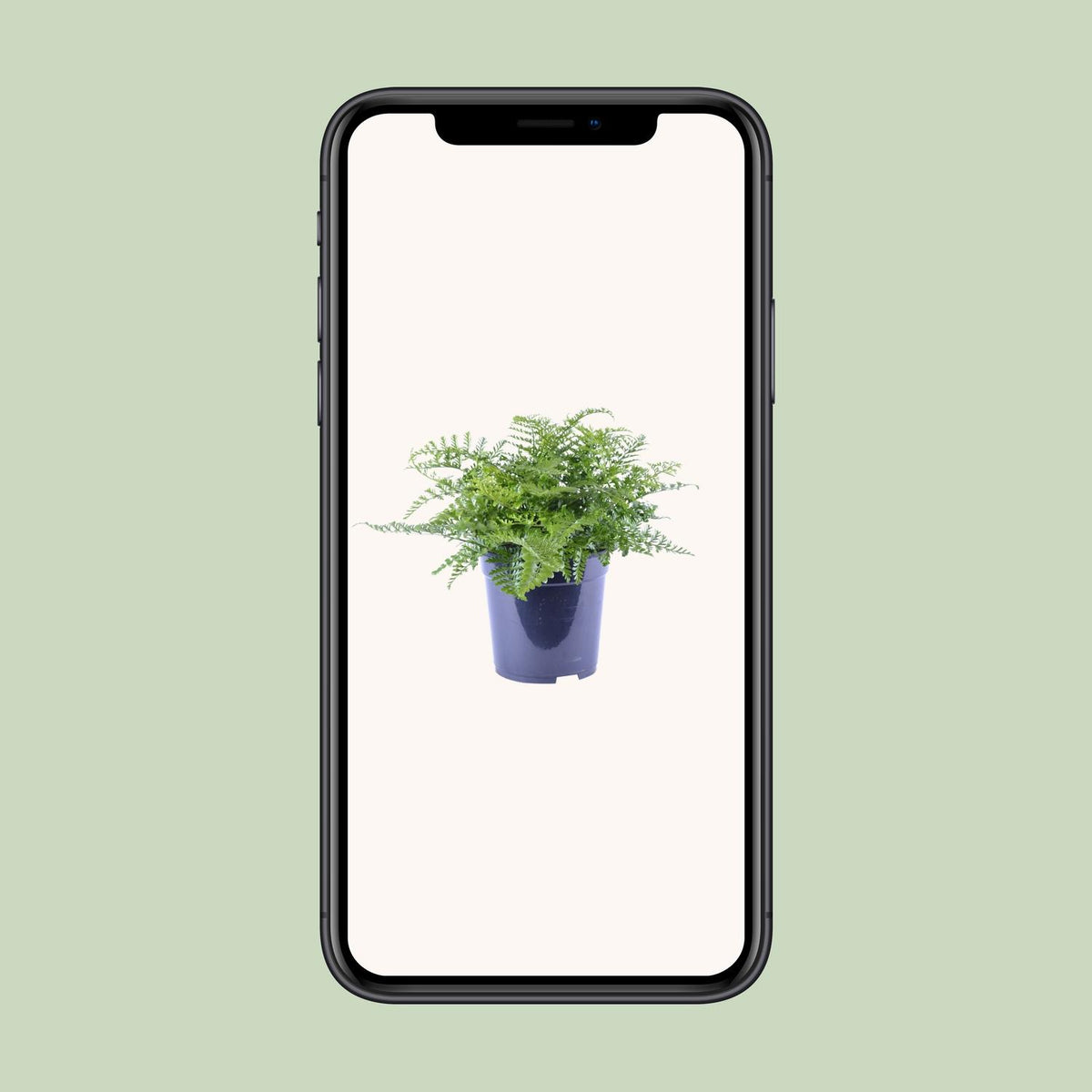 Asplenium Parvati, groene bladeren