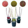 Cornus alba Tricolour