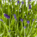 Lavandula Angustifolia, plant in pot