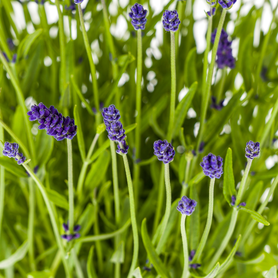 Lavandula Angustifolia, plant in pot
