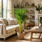Goudpalm, plant in pot