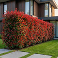 16x Glansmispel Carre Rouge voor de haag, plant voor tuin en border