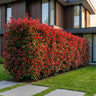 Glansmispel Photinia fraseri 'Carré Rouge'