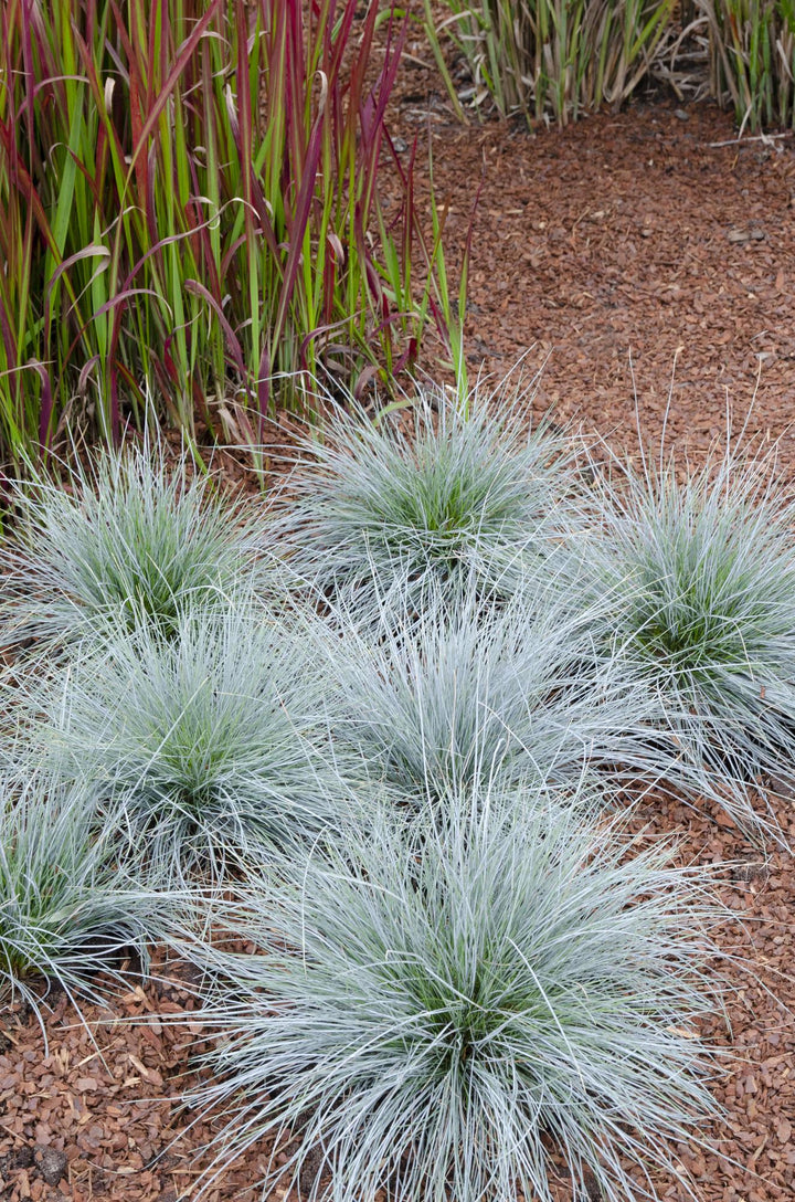 Festuca glauca Azura Blue