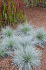 Festuca glauca Azura Blue