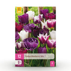 Tulp Blueberry mix, detail van het blad