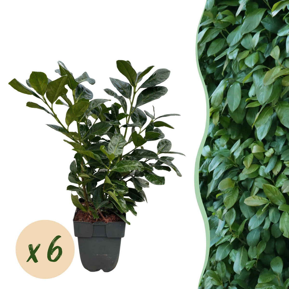 Prunus laurocerasus Etna, plant in pot