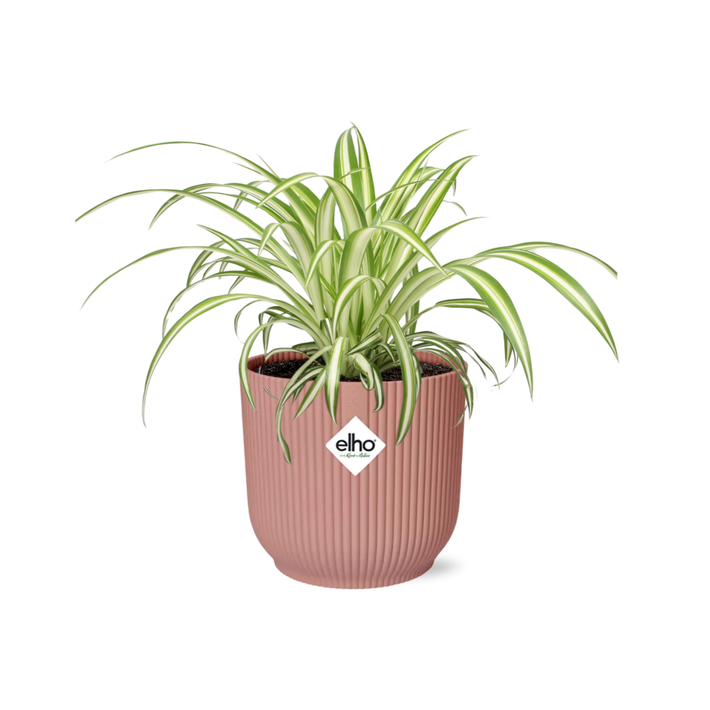 Productfoto van Chlorophytum Comosum Variegatum in ELHO Vibes Fold 14cm roze