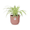 Productfoto van Chlorophytum Comosum Variegatum in ELHO Vibes Fold 14cm roze
