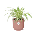 Productfoto van Chlorophytum Comosum Variegatum in ELHO Vibes Fold 14cm roze