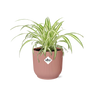 Chlorophytum Comosum Variegatum in ELHO Vibes Fold 14cm roze