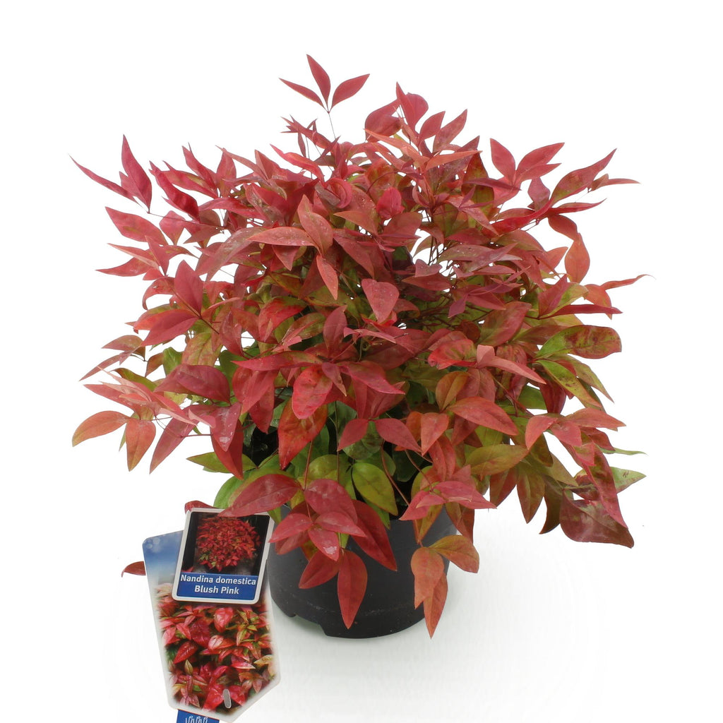 Nandina Blush Pink, detail van het blad