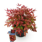 Nandina Blush Pink, detail van het blad