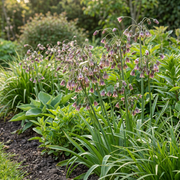 Honingklokje Allium siculum, crème-roze, foto 2